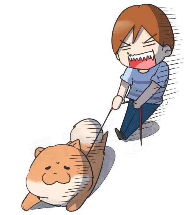 中华名犬唯一上榜的犬,中国顶级中华名犬猎犬