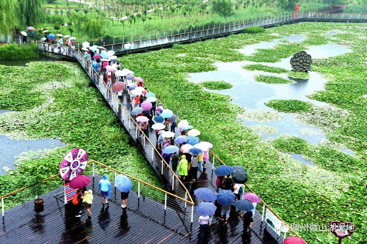 微山湖风景区万亩荷花旅游攻略,微山湖荷花美