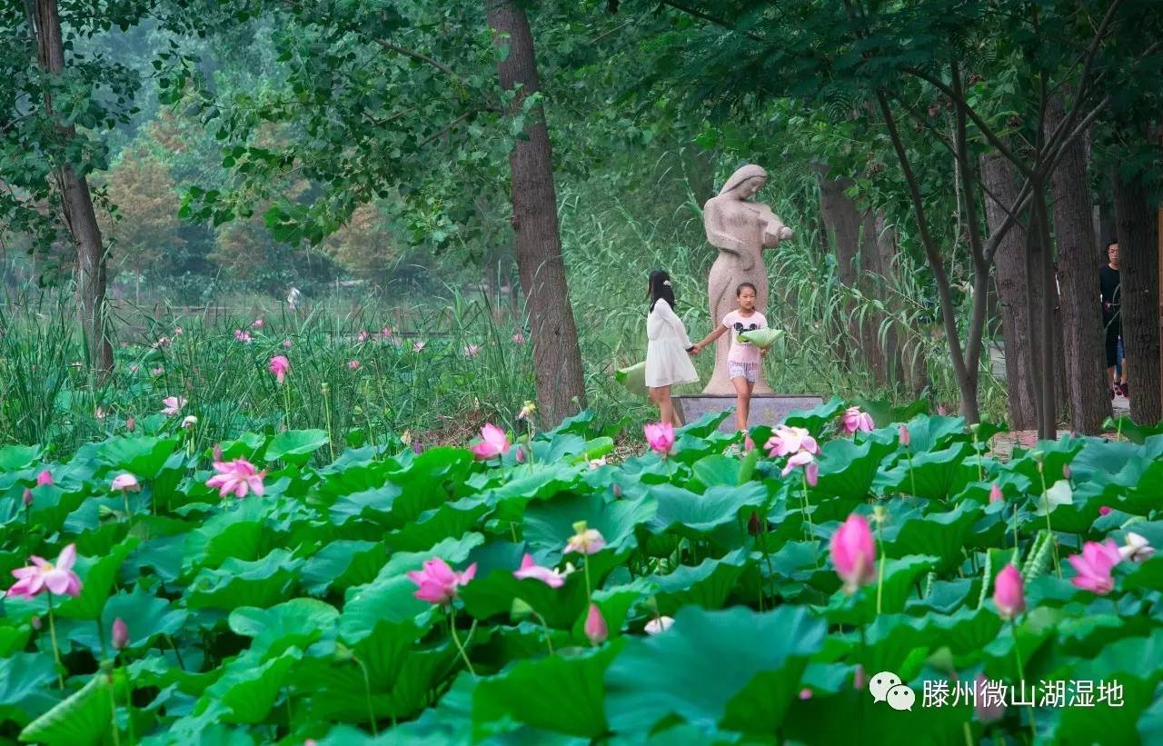微山湖风景区万亩荷花旅游攻略,微山湖荷花美