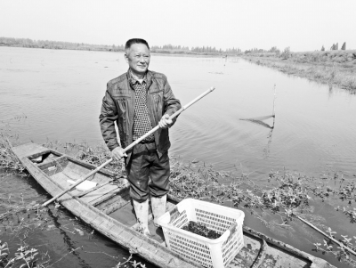 40亩稻虾共养塘大概多少钱,稻虾共养预期效益