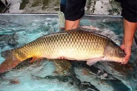 蓟州是后花园,蓟州是天津的后花园