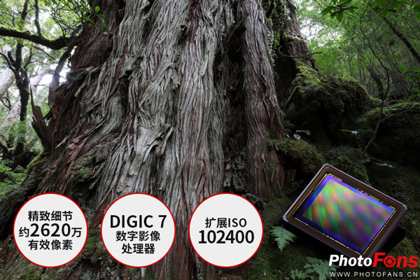 飞入寻常百姓家阅读理解,飞入寻常百姓家介绍