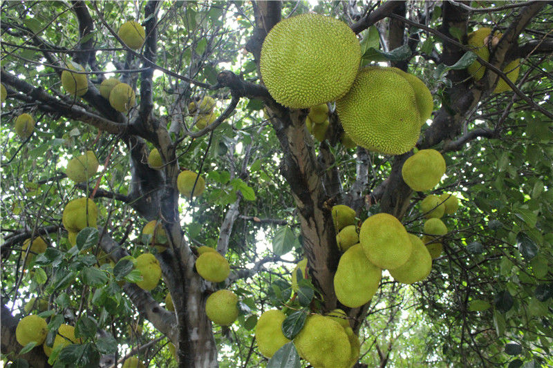 淇澳岛亲子游,一天时间玩转珠海淇澳岛