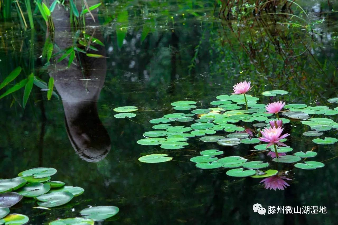 微山湖风景区万亩荷花旅游攻略,微山湖荷花美