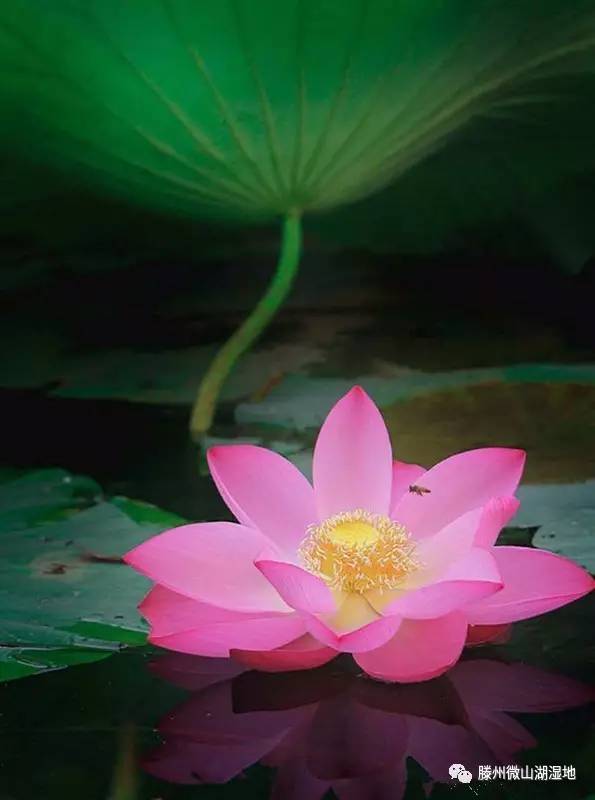 微山湖风景区万亩荷花旅游攻略,微山湖荷花美