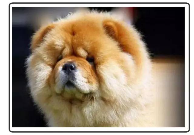 中华名犬唯一上榜的犬,中国顶级中华名犬猎犬