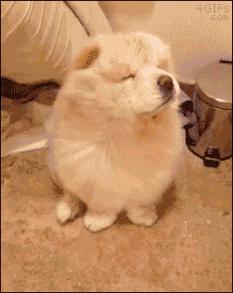 中华名犬唯一上榜的犬,中国顶级中华名犬猎犬