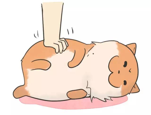 中华名犬唯一上榜的犬,中国顶级中华名犬猎犬