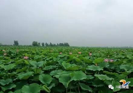 淮阳：荷叶荷花相间斗红娇绿嫩新妆就