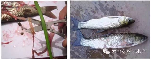 北方池塘养殖什么前景最好,台湾泥鳅池塘养殖技术要点