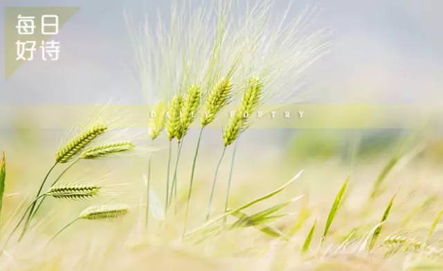 一束麦草的灯火，穿过八千里路和云丨每日好诗