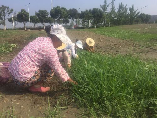 双流赏花一日游最佳景点,双流周边游玩看花海