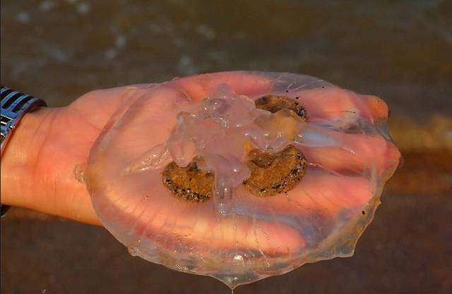 《我的前半生》不留遗憾！金普周边海滨浴场最全攻略，实现完美人生，走起~