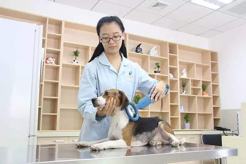 唐山狗狗免疫证明,怎么才能拿到狗狗免疫证明