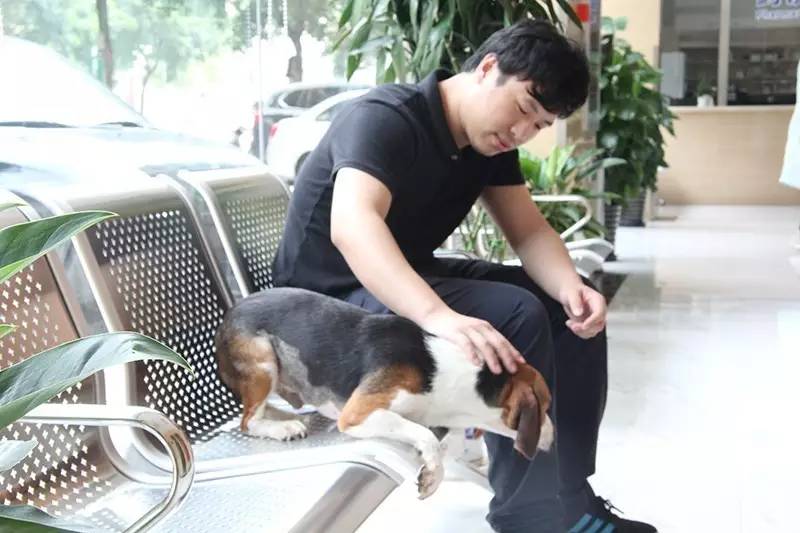 唐山狗狗免疫证明,怎么才能拿到狗狗免疫证明