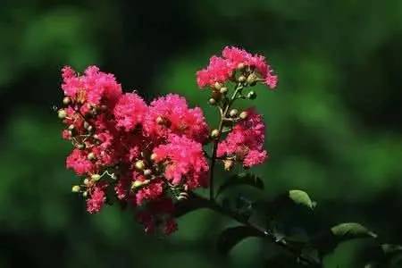 妞嶇墿鐧剧鑺搁,妞嶇墿鐧剧鏈ㄦè