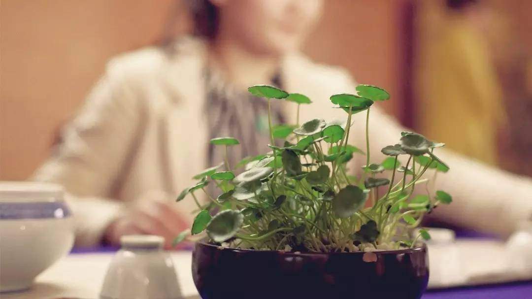 轻轻提起玫瑰花这三个字，就唇齿含香起来