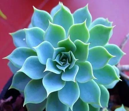 什么植物对电脑防辐射最好,什么植物好养又防辐射