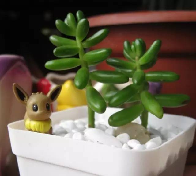 什么植物对电脑防辐射最好,什么植物好养又防辐射