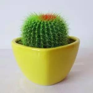 什么植物对电脑防辐射最好,什么植物好养又防辐射