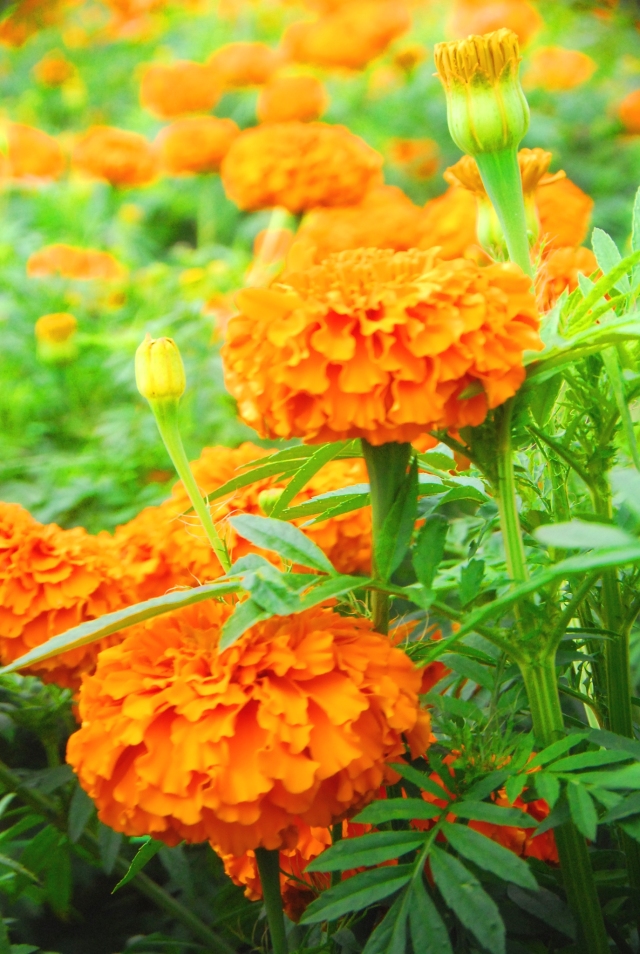 满城尽带黄金甲！开远这地儿已美成童话，你若不来，花为谁开？