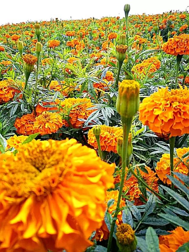 满城尽带黄金甲！开远这地儿已美成童话，你若不来，花为谁开？