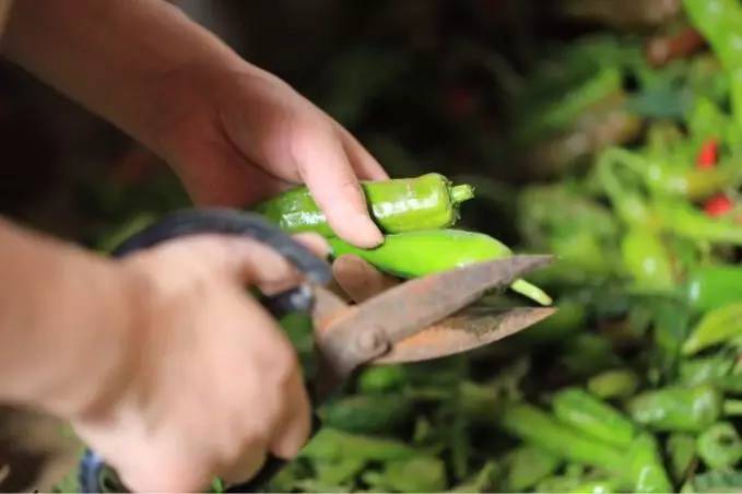 竹溪农家泡菜,竹溪特点泡菜有哪些