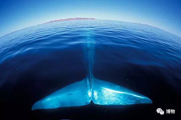 潜艇蓝鲸,蓝鲸与台风级潜艇对比