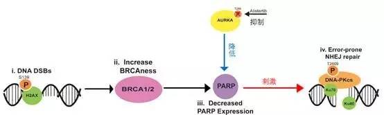 详细说明2种dna损伤修复机制,DNA损伤修复机制有什么