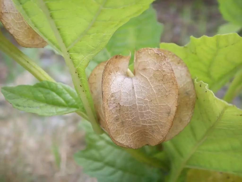 最好吃的冰粉前50种,各种好吃的冰粉糖水