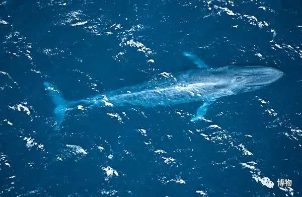 潜艇蓝鲸,蓝鲸与台风级潜艇对比