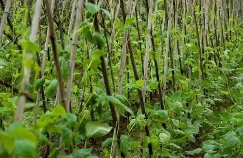 北京高校食堂美食攻略,北京舌尖上的大学食堂