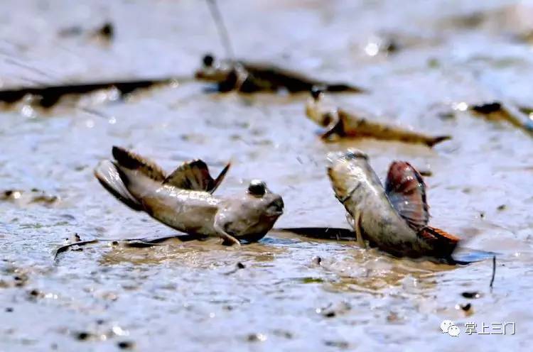 杭州吃货福利！县四套班子领导齐上阵，在省人民大会堂为三门小海鲜“吆喝”！