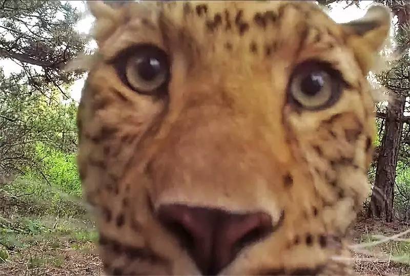 华北豹亚种,华北豹亚种什么意思