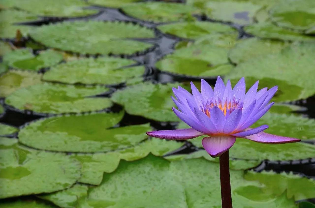 花之声舞蹈完整版,睡莲开花一天开的全部过程