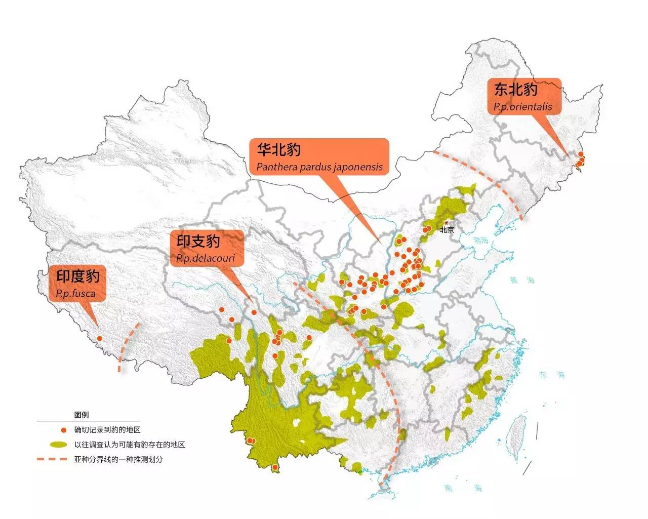 华北豹亚种,华北豹亚种什么意思