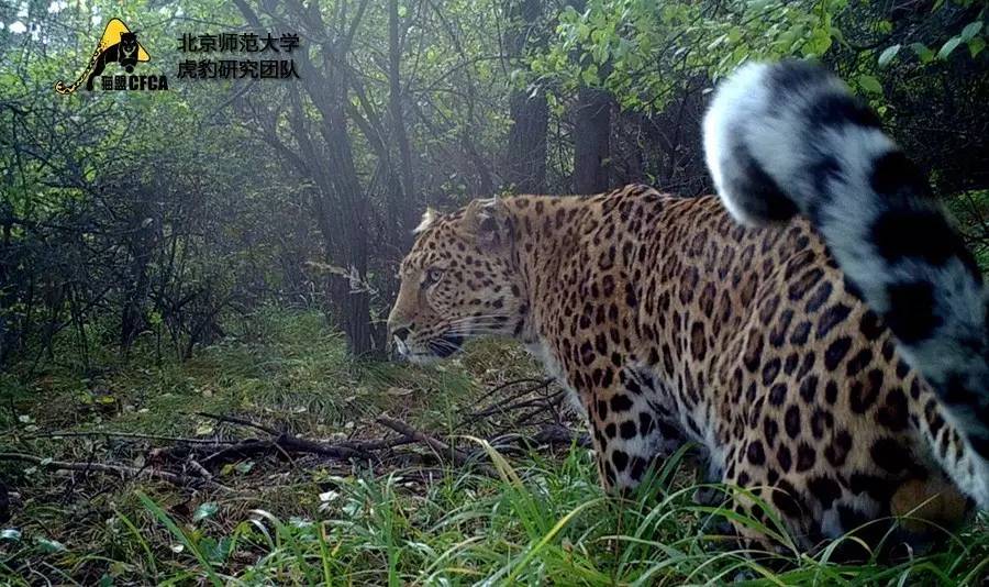 华北豹亚种,华北豹亚种什么意思