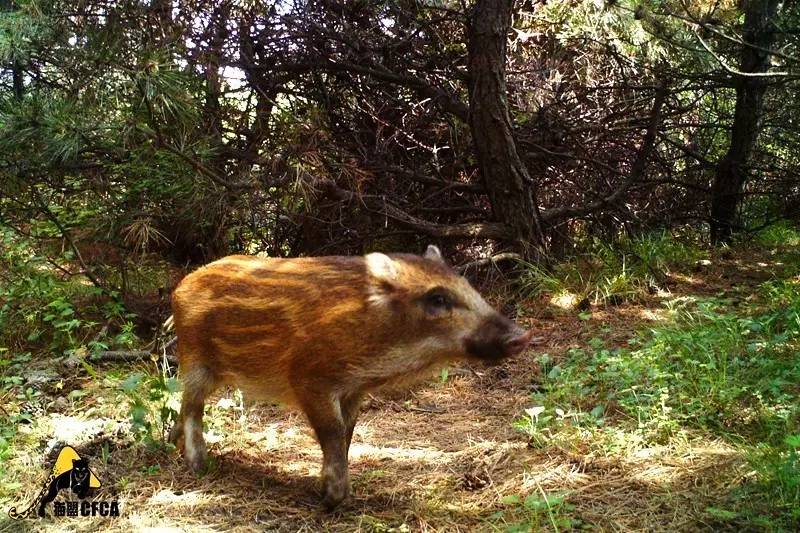 华北豹亚种,华北豹亚种什么意思