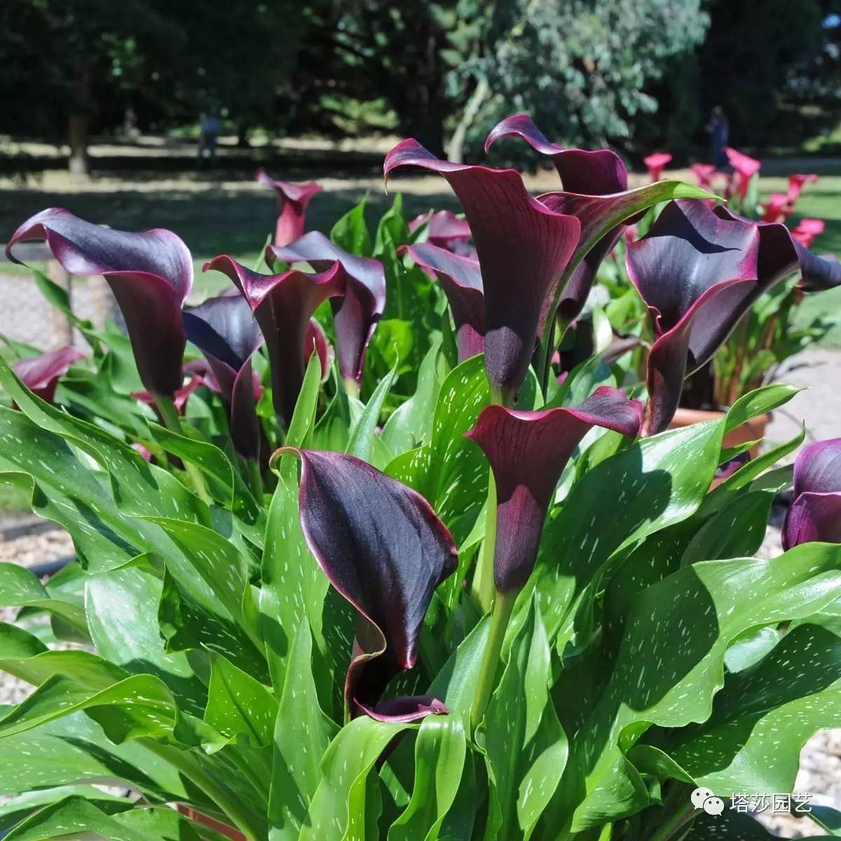 彩色马蹄莲种植指南,彩色马蹄莲种植方法
