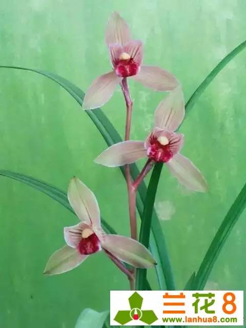 让兰花在盛世中国走好