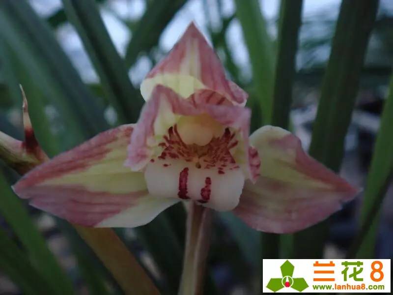 让兰花在盛世中国走好