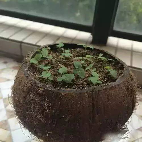 教你巧制精美花盆,做花盆大全简单方法