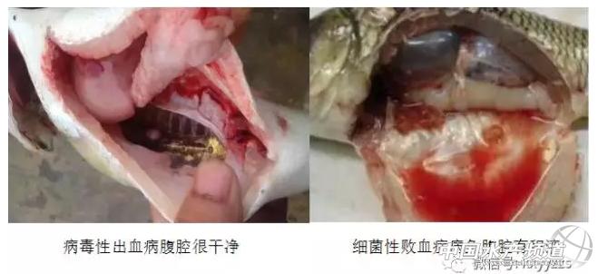 草鱼出血病来袭，实战派教你如何正确诊断处理