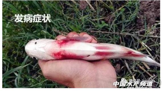 草鱼出血病来袭，实战派教你如何正确诊断处理