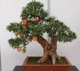 石榴甘甜多汁的原因有哪些,石榴颗粒饱满鲜美多汁