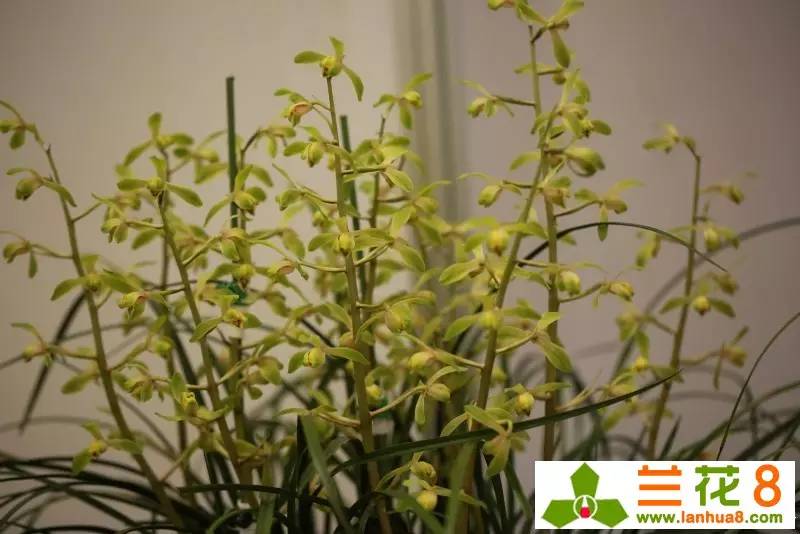 兰花的观赏价值,价值千万的兰花