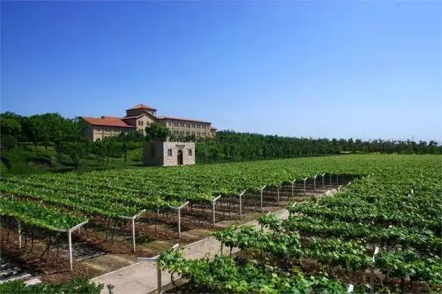 张裕瑞那城堡酒庄2016r2纪念版,陕西张裕瑞那城堡酒庄门票