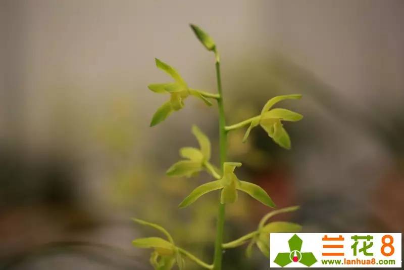 兰花的观赏价值,价值千万的兰花