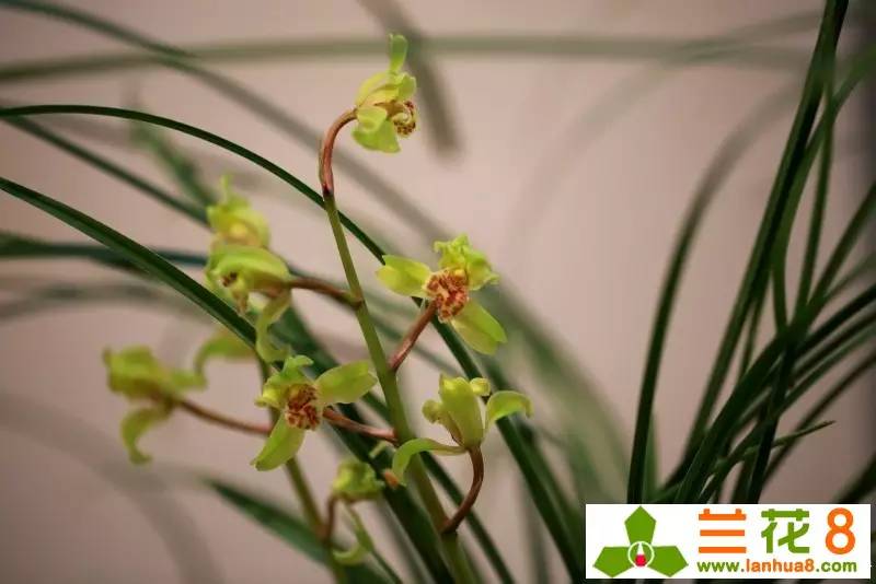 兰花的观赏价值,价值千万的兰花