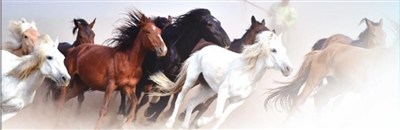 锡林郭勒文化传承中的蒙古马精神,草原蒙古马文化